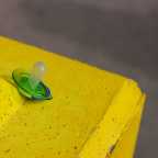 Τάσεις φυγής